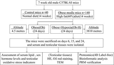 Proteomic analysis reveals proteins and pathways associated with declined testosterone production in male obese mice after chronic high-altitude exposure